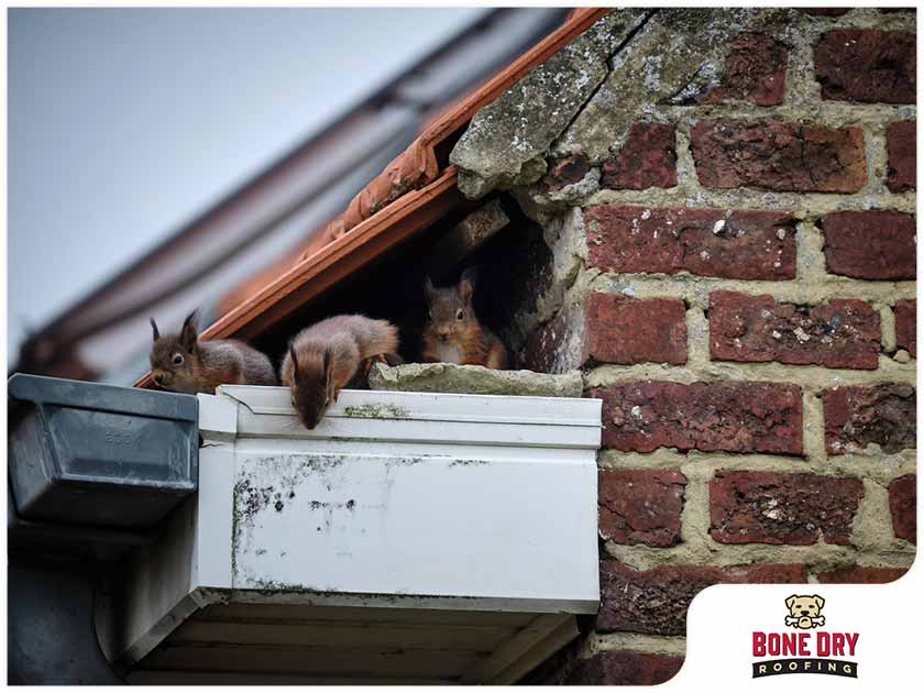 fascia and sooffit repair-pest Infestation