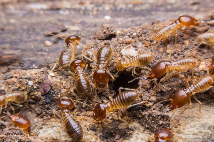 fascia and sooffit repair-pest Infestation